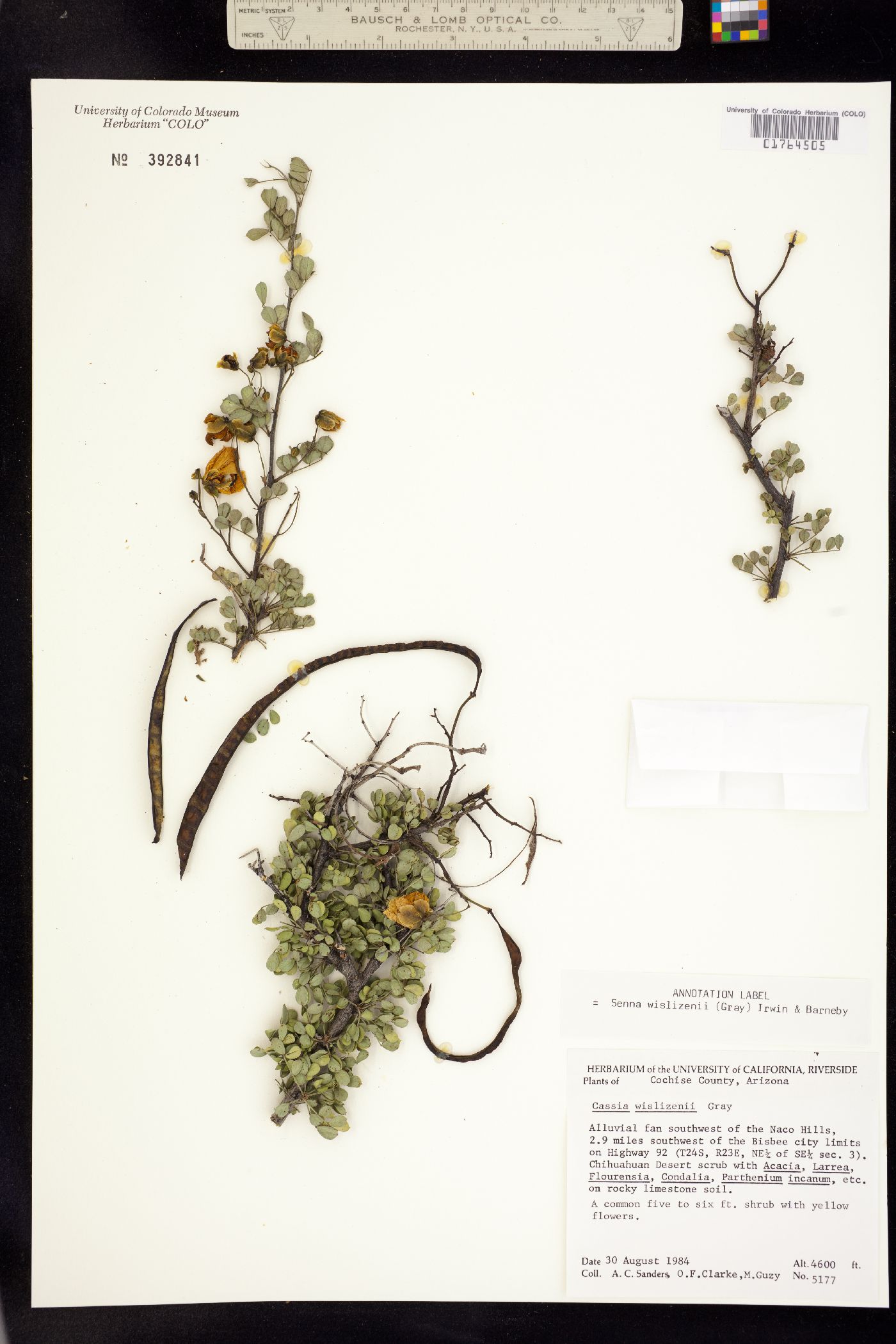 Senna wislizeni image