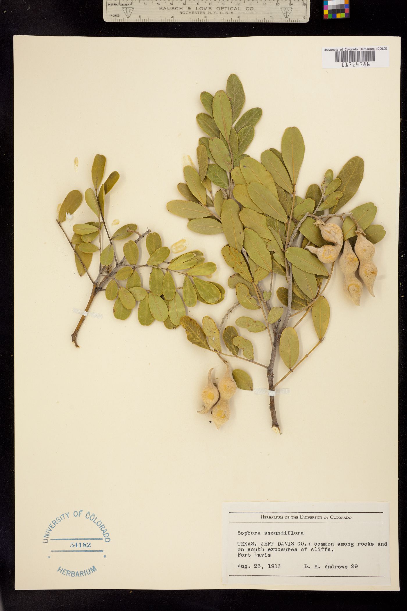 Sophora secundiflora image
