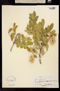 Sophora secundiflora image