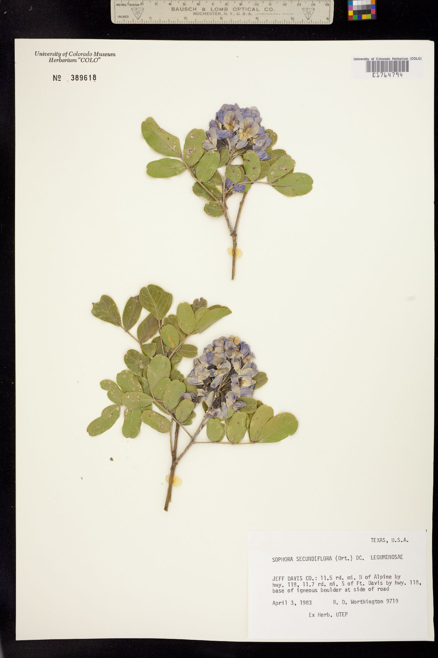 Sophora secundiflora image