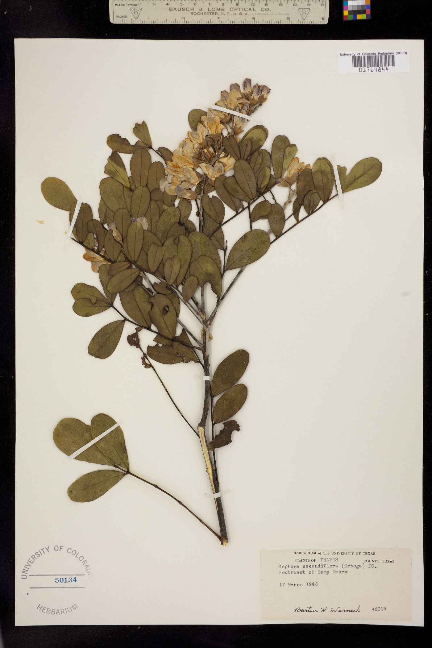 Sophora secundiflora image