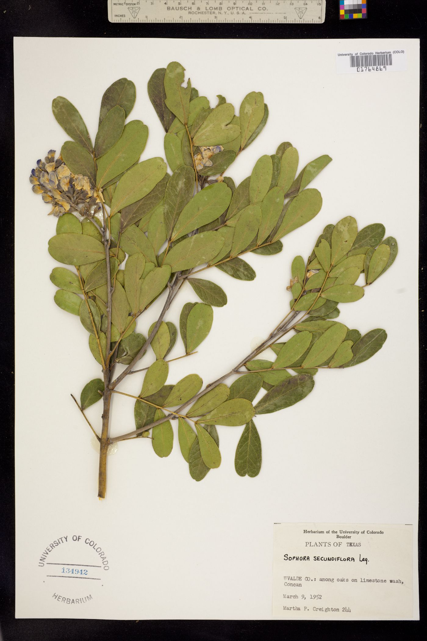 Sophora secundiflora image