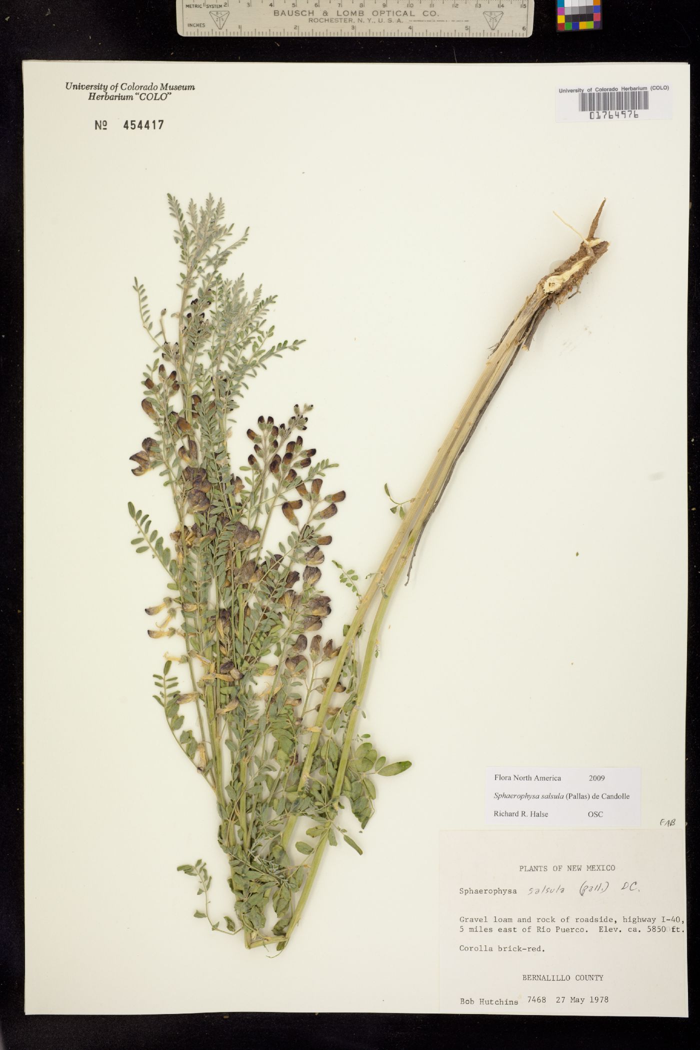 Sphaerophysa salsula image