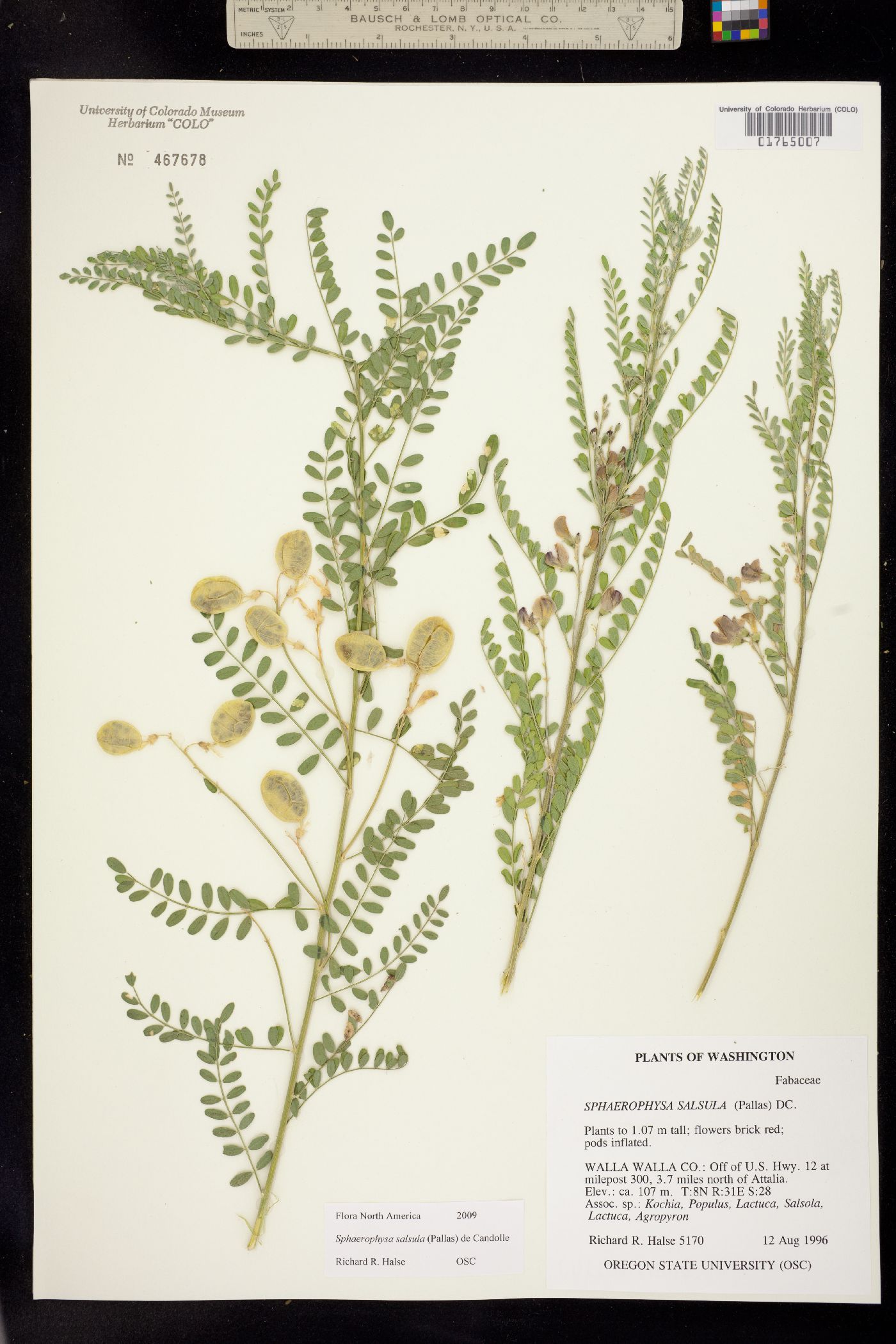 Sphaerophysa salsula image