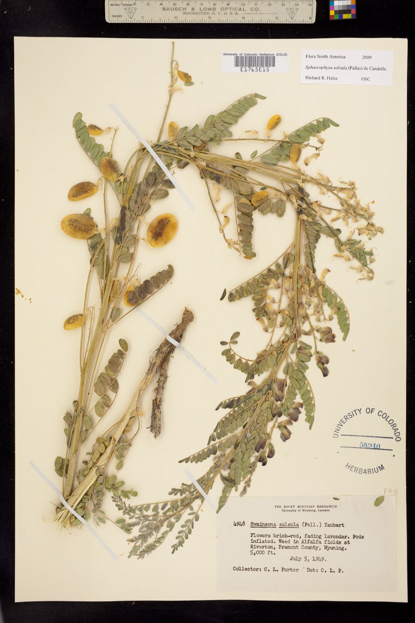 Sphaerophysa salsula image