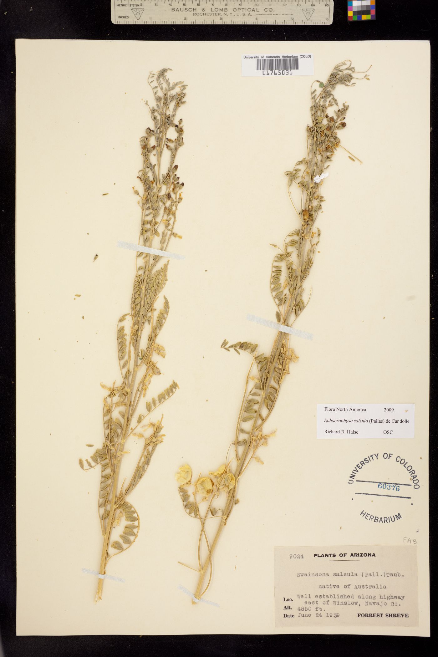 Sphaerophysa salsula image