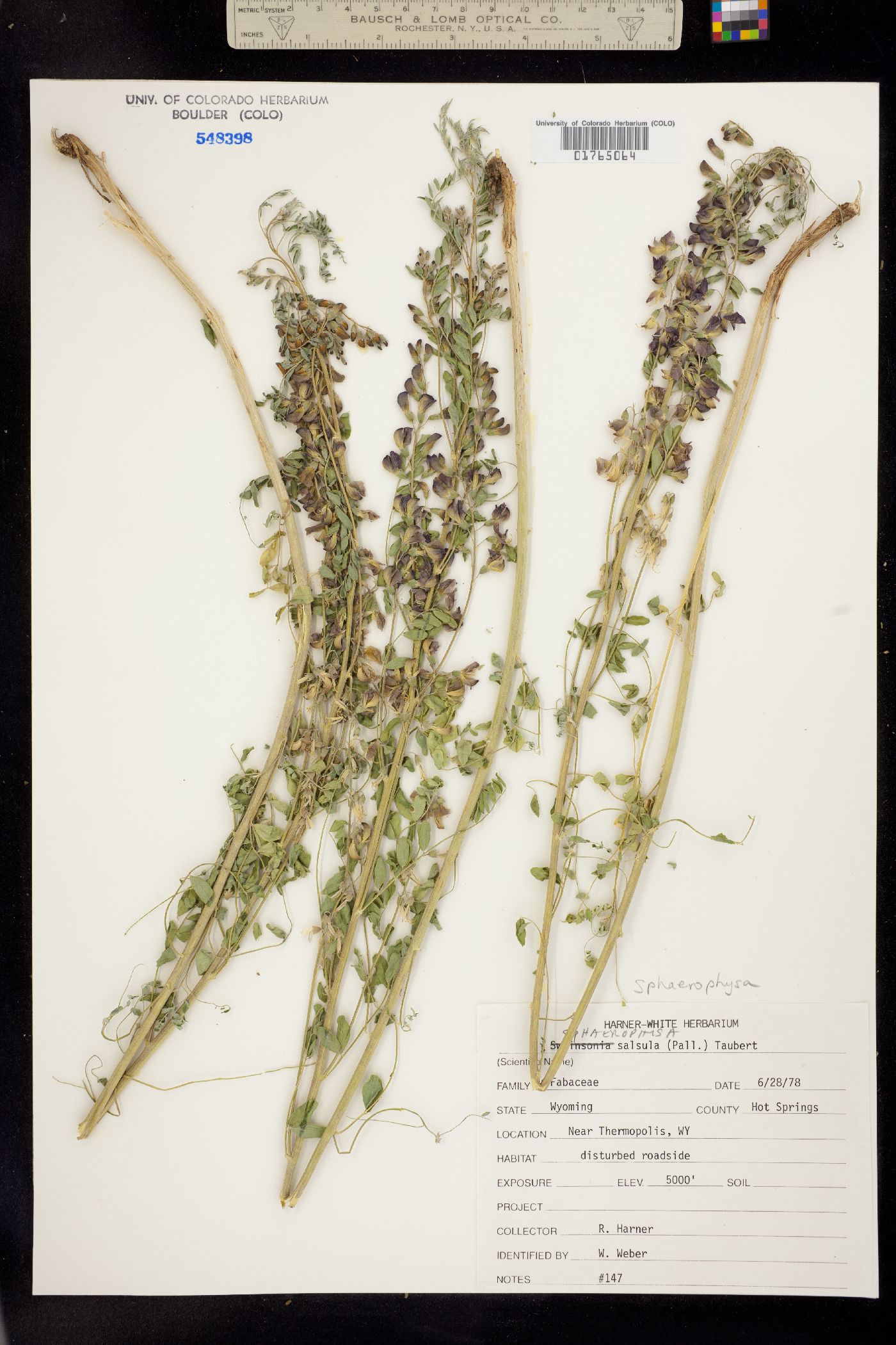 Sphaerophysa salsula image