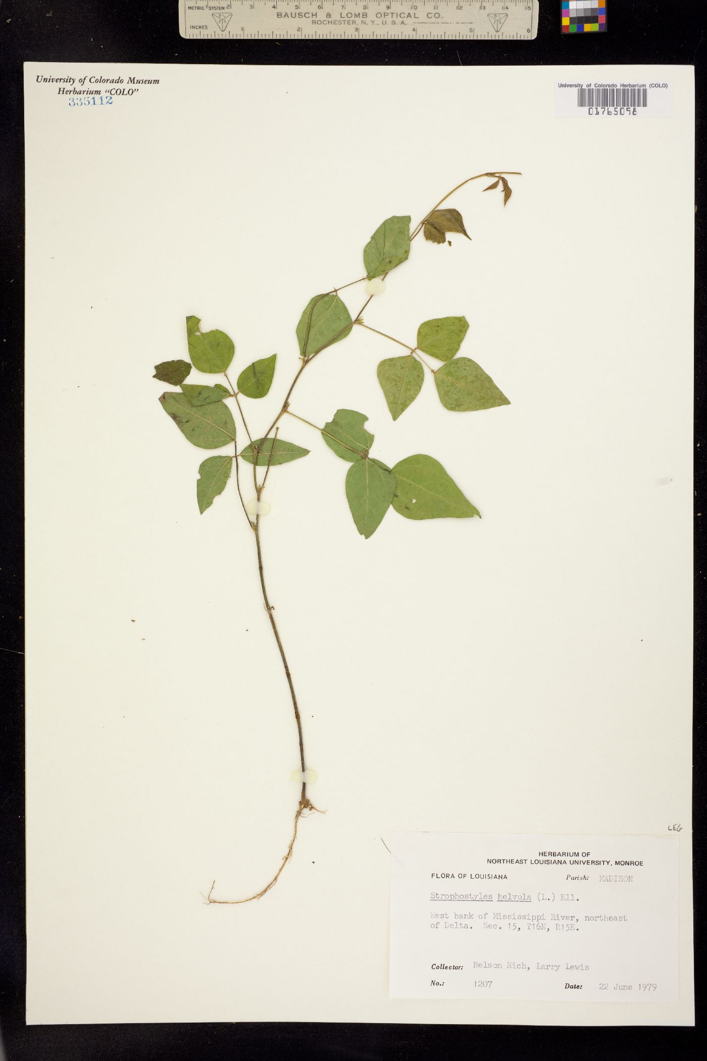 Strophostyles helvola image