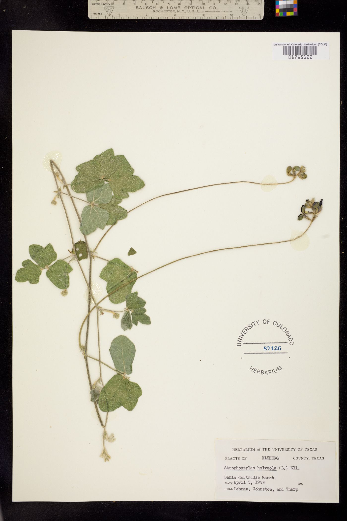 Strophostyles helvola image