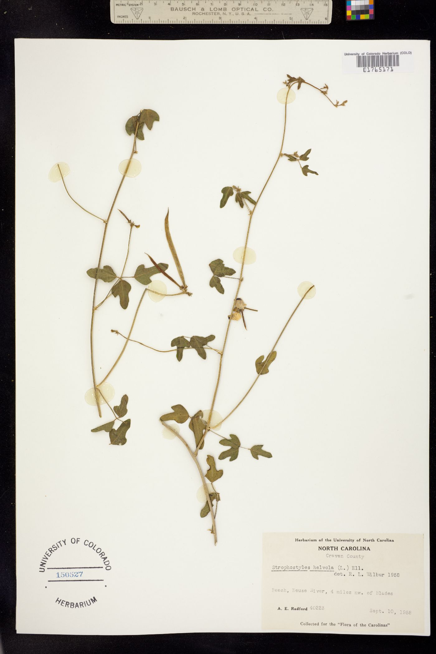 Strophostyles helvola image
