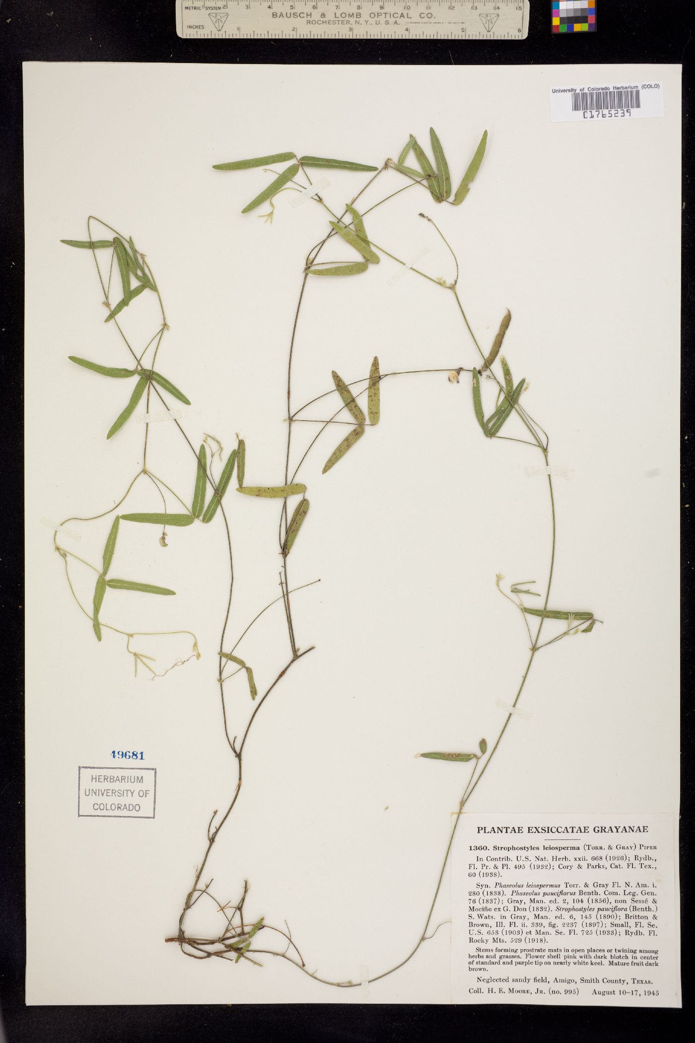 Strophostyles leiosperma image