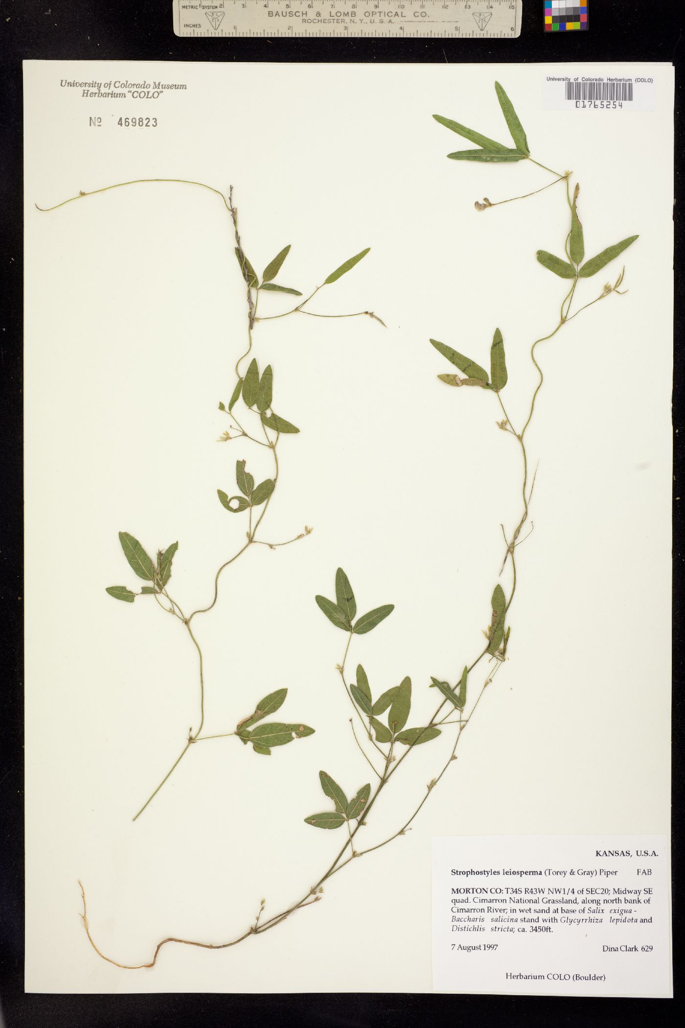 Strophostyles leiosperma image