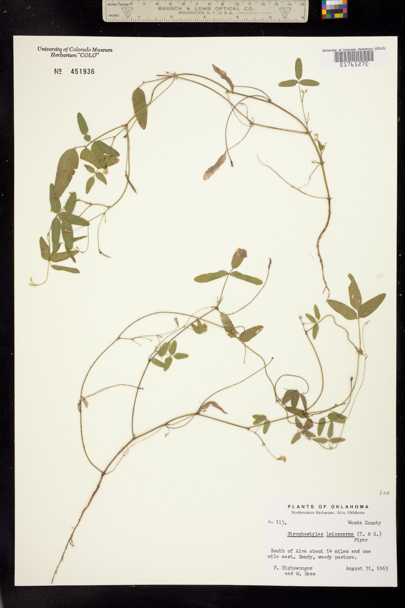 Strophostyles leiosperma image