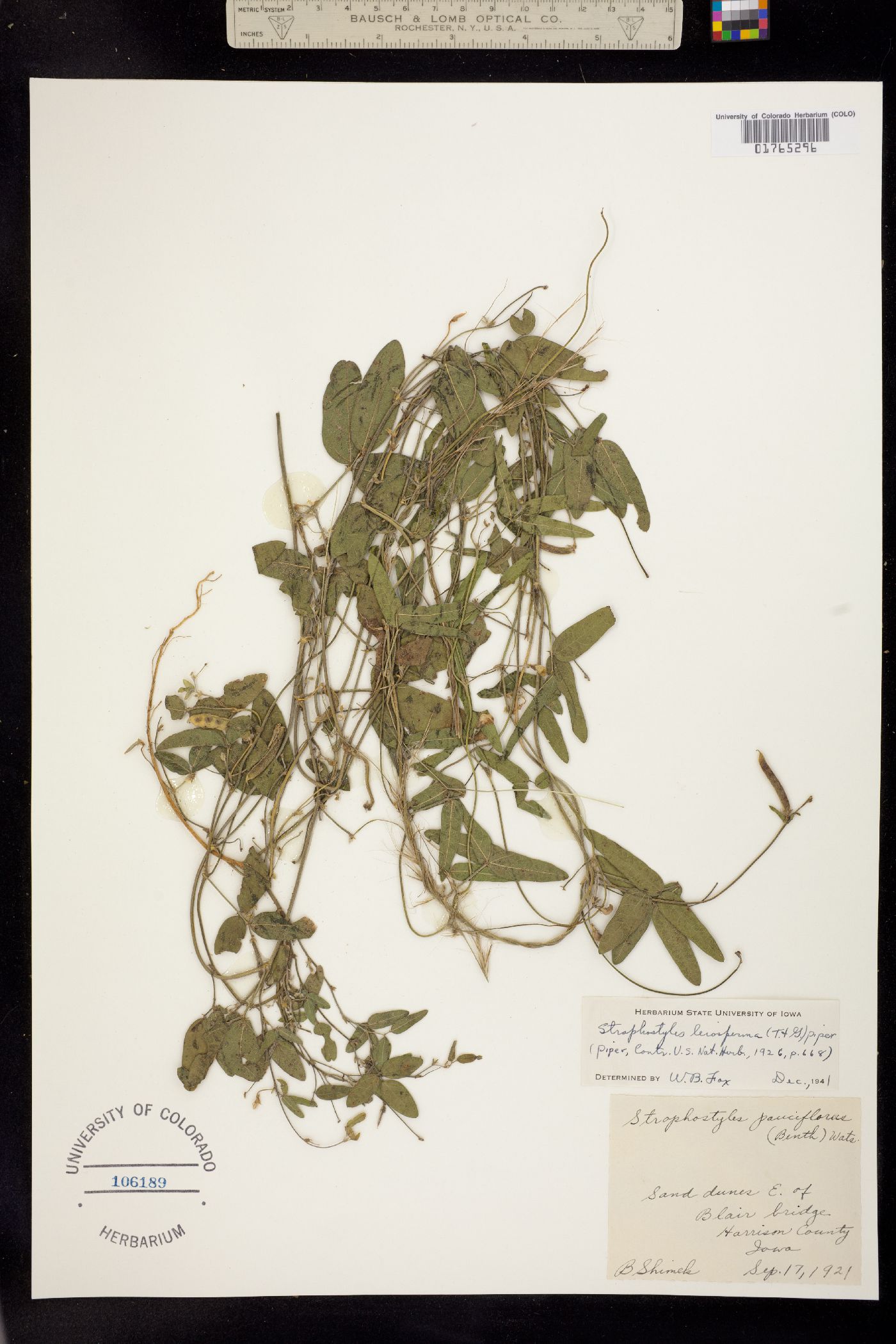 Strophostyles leiosperma image