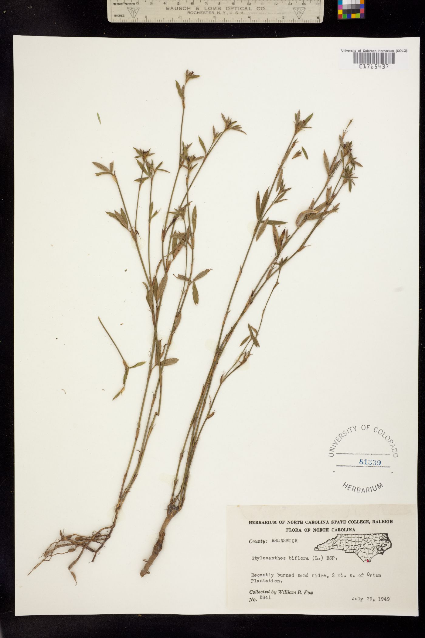 Stylosanthes biflora image