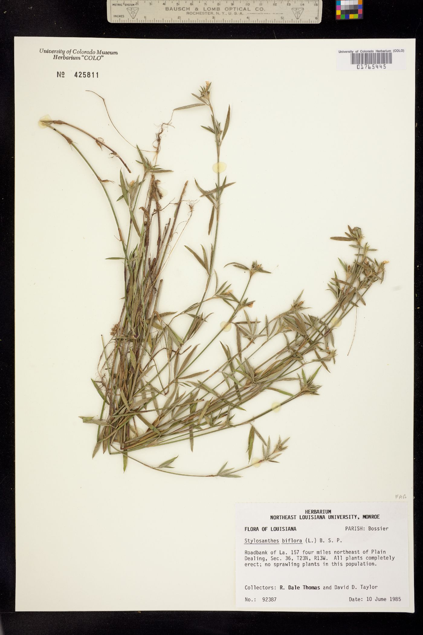 Stylosanthes biflora image