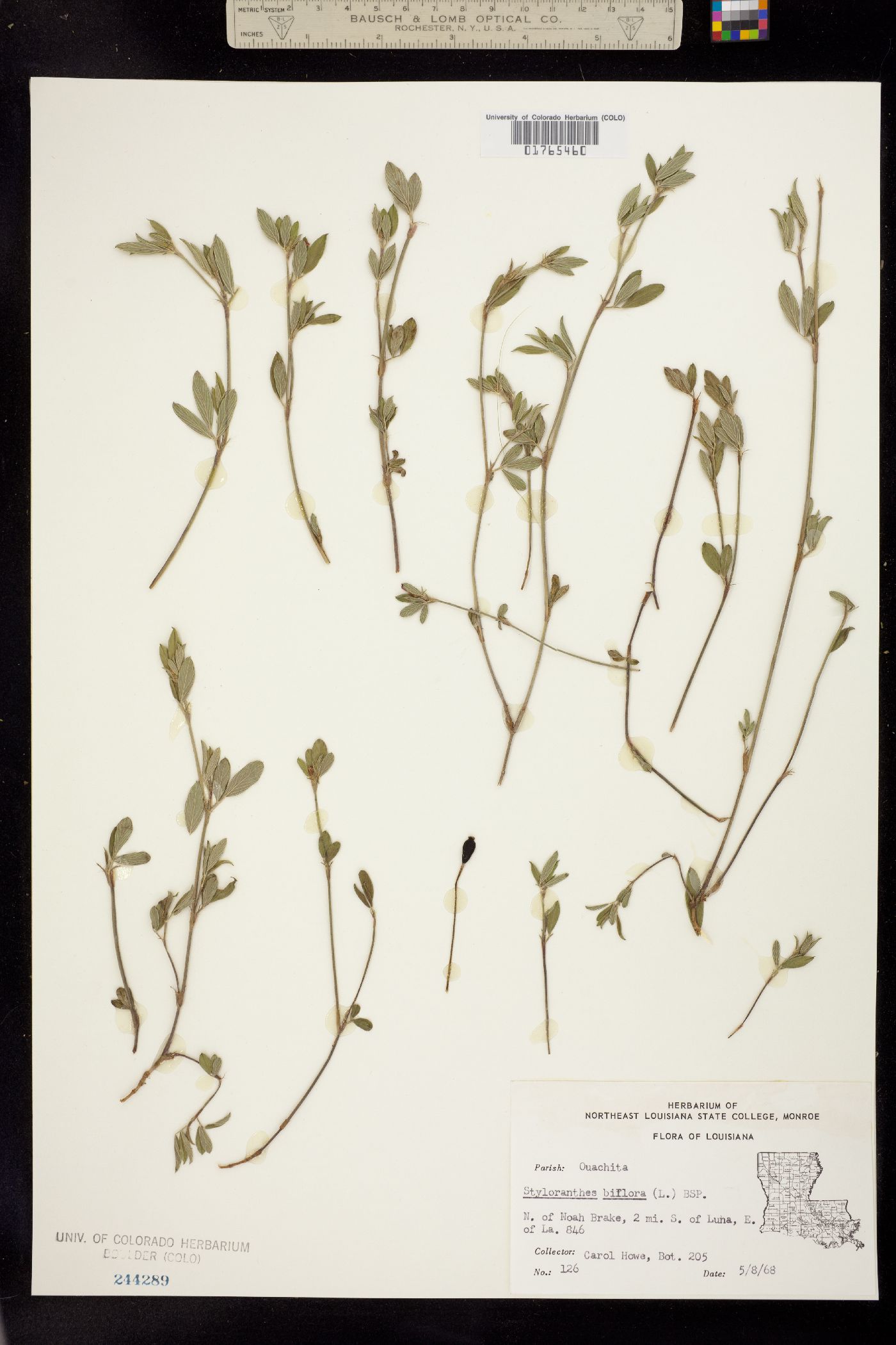 Stylosanthes biflora image