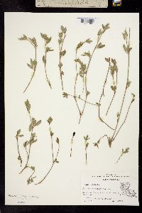 Image of Trifolium biflorum