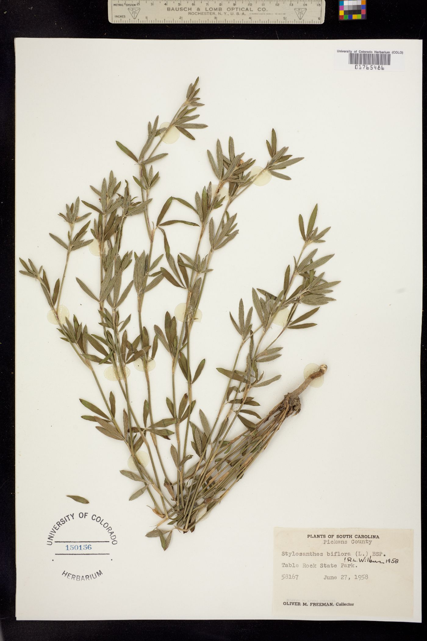 Stylosanthes biflora image