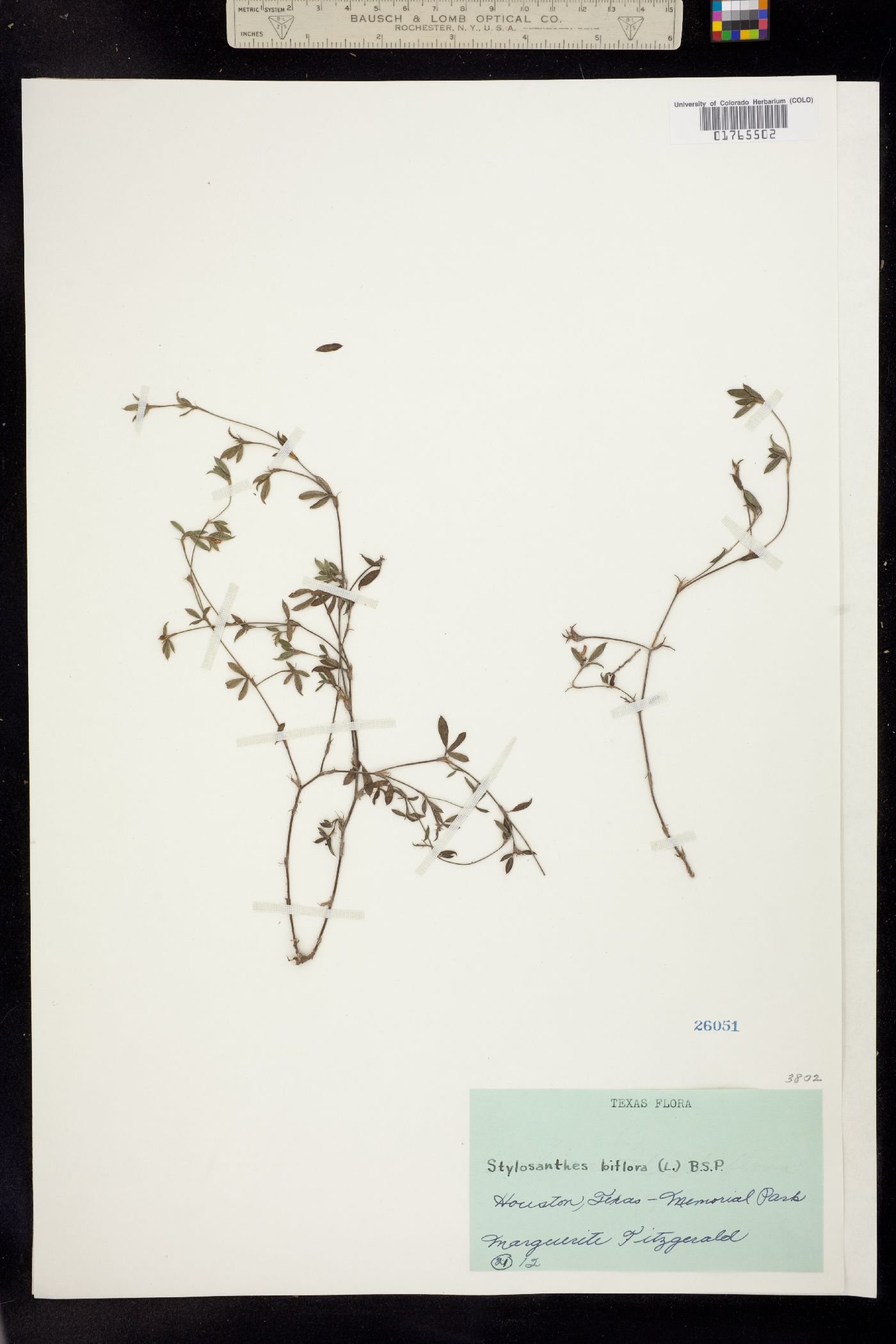 Stylosanthes biflora image
