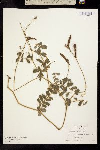 Image of Tephrosia spicata