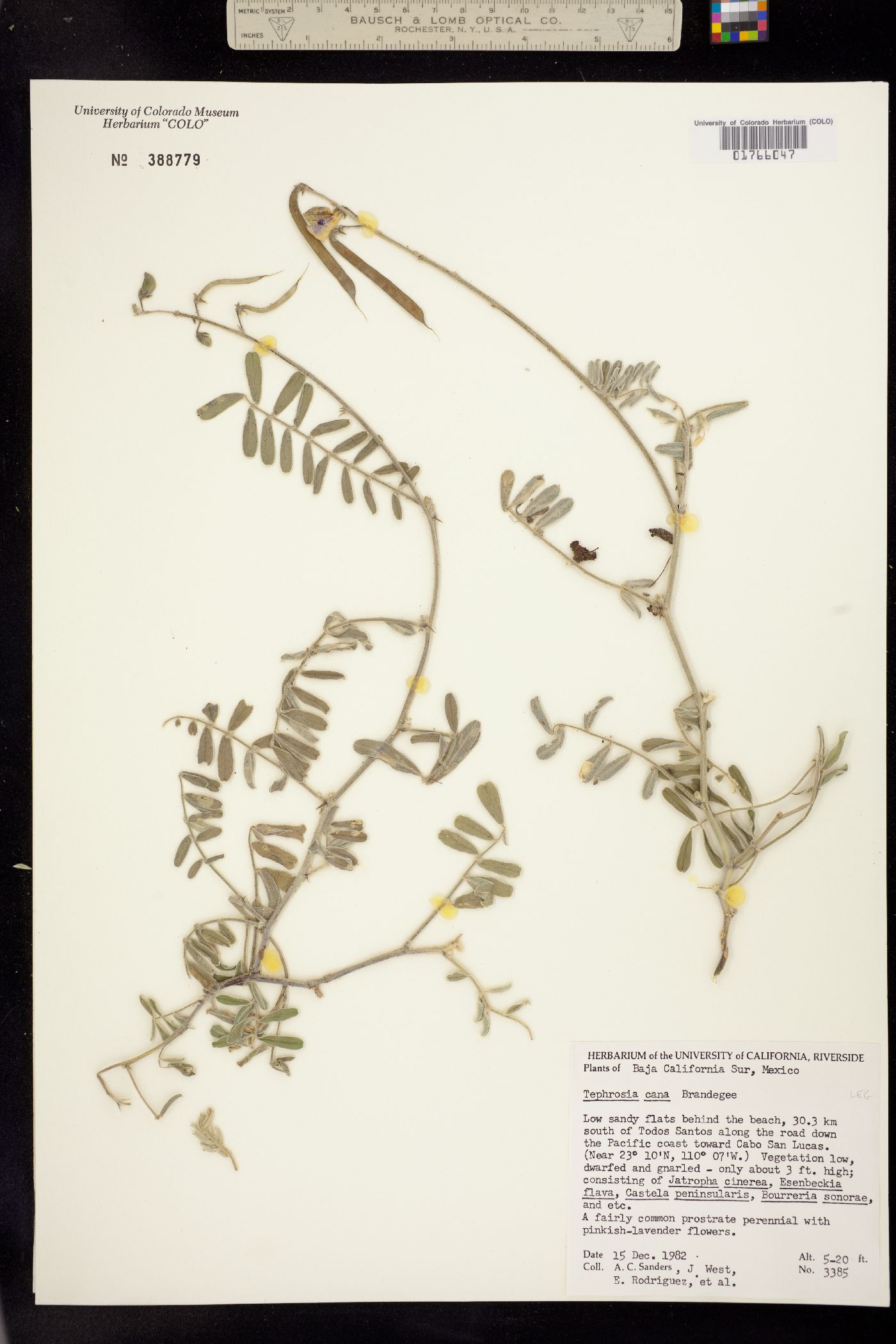 Tephrosia cana image