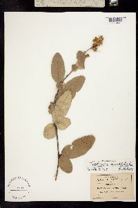 Tephrosia diversifolia image