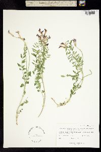 Astragalus oöphorus image