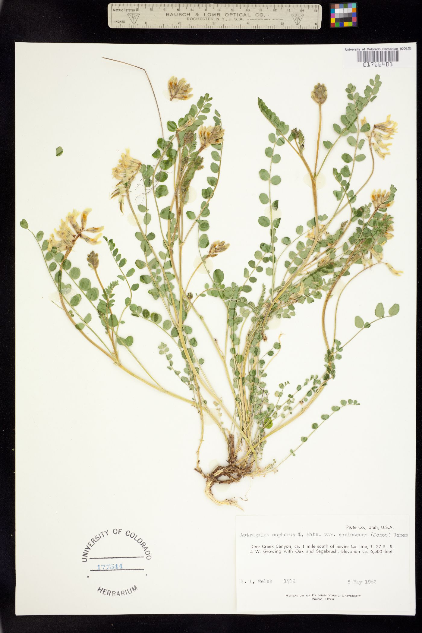Astragalus oöphorus image