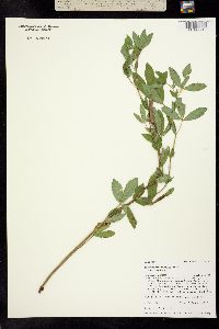 Image of Thermopsis montana