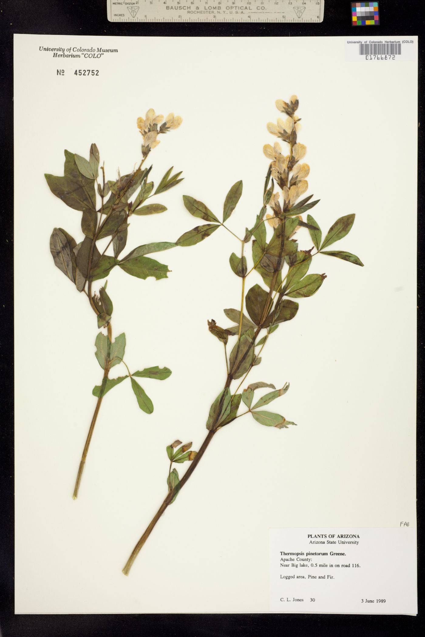 Thermopsis divaricarpa image