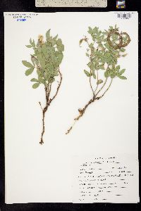 Thermopsis rhombifolia image