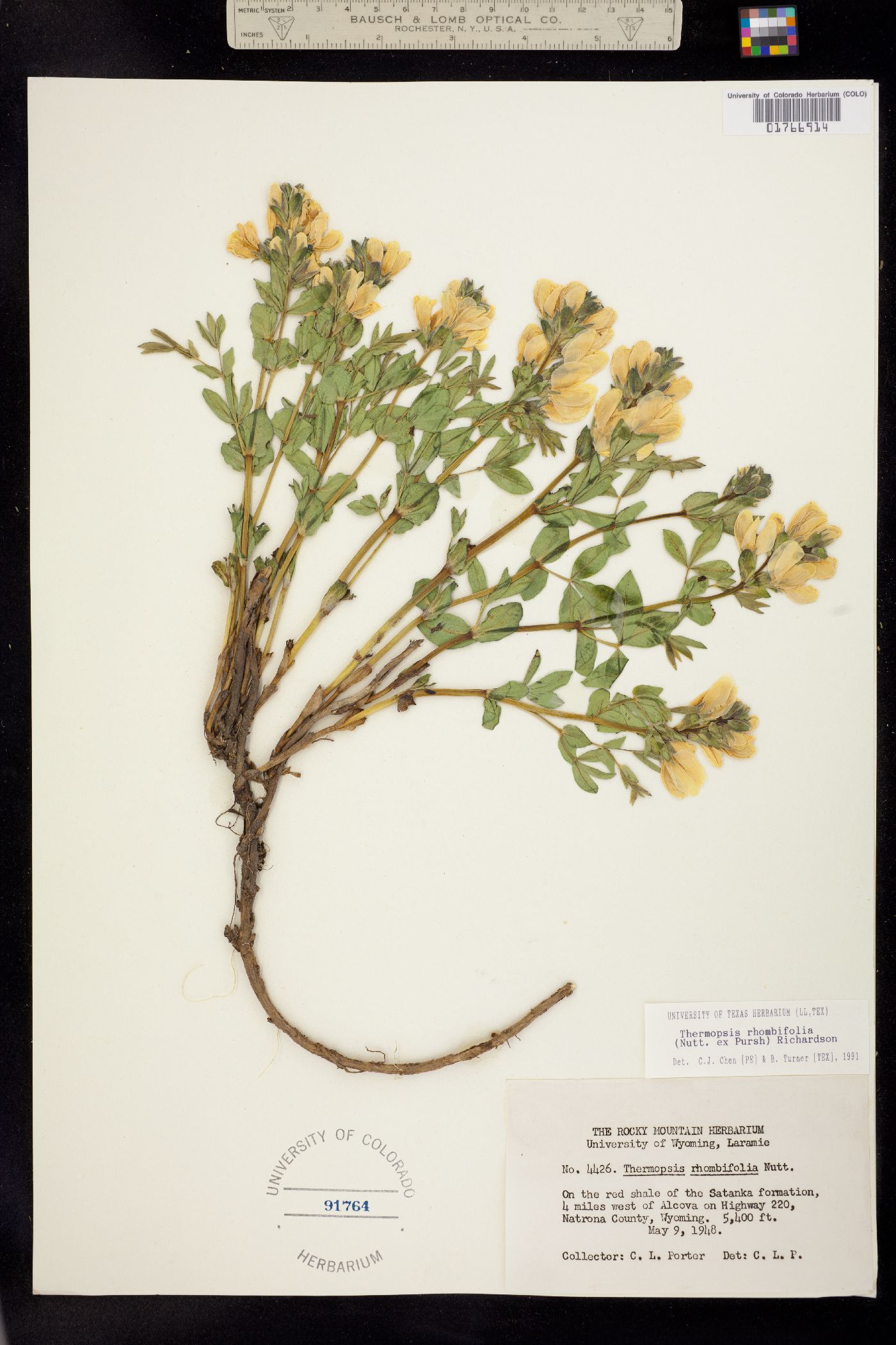 Thermopsis rhombifolia image