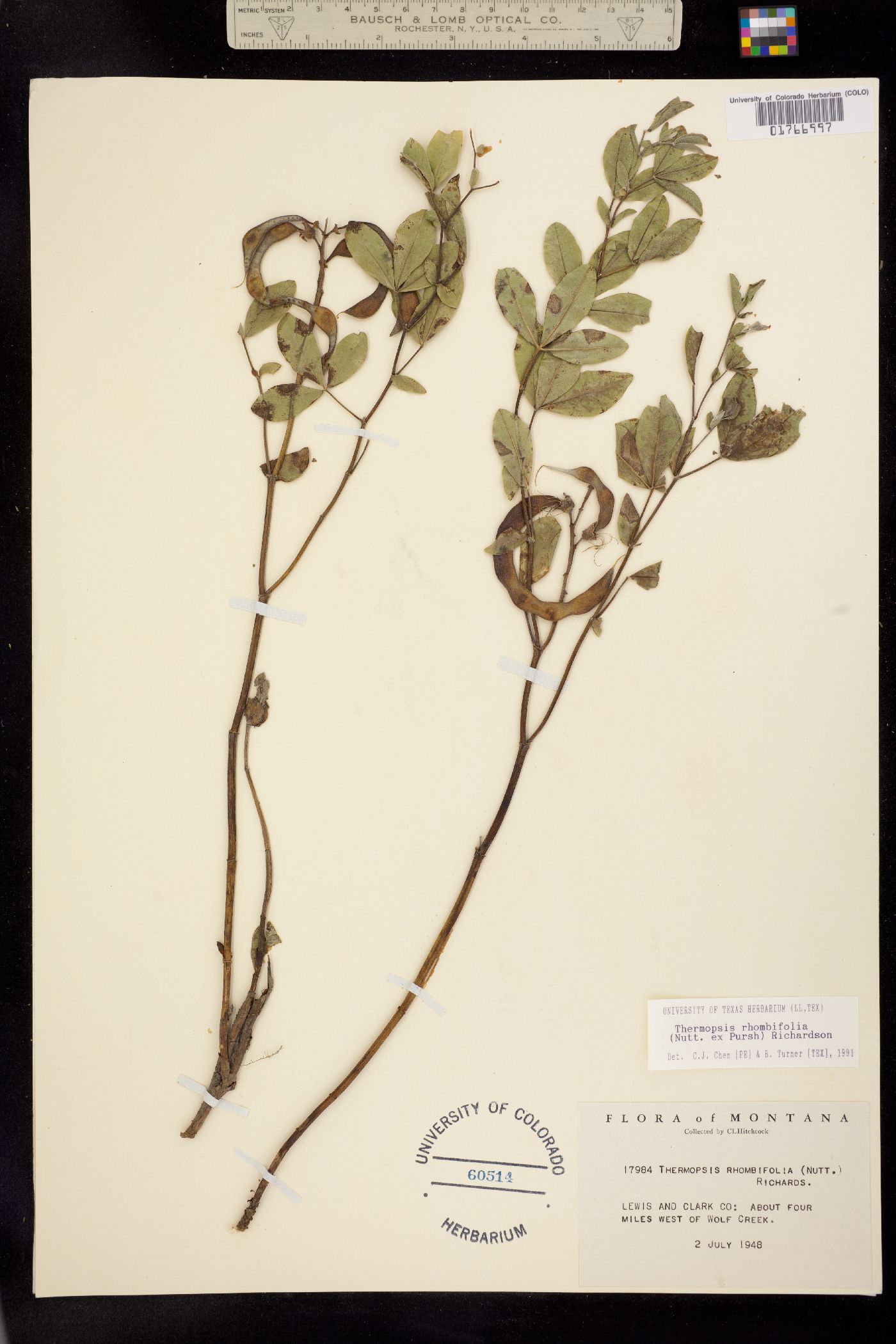 Thermopsis rhombifolia image