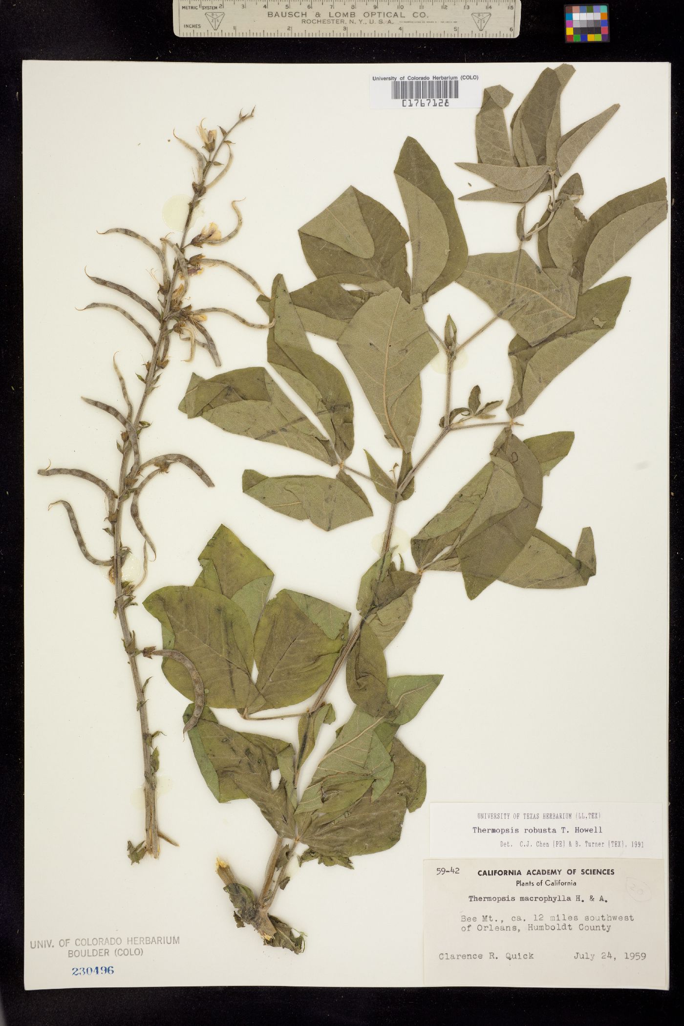 Thermopsis robusta image