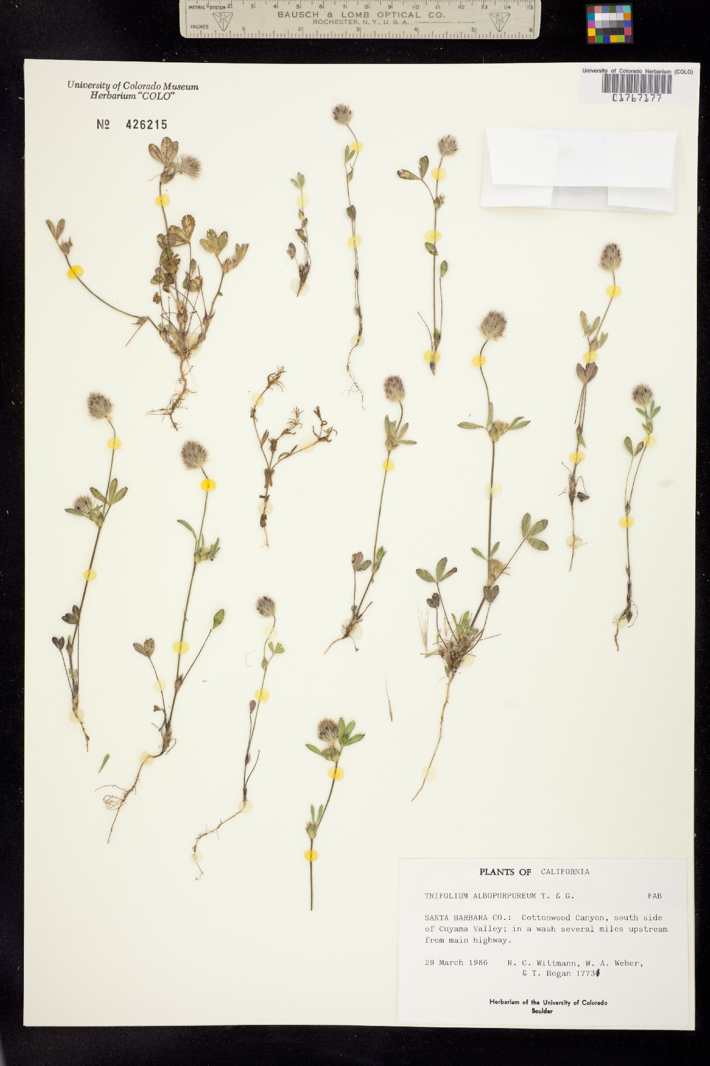 Trifolium albopurpureum image