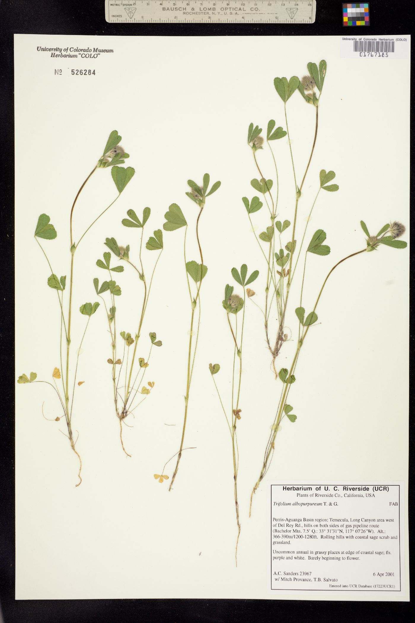 Trifolium albopurpureum image