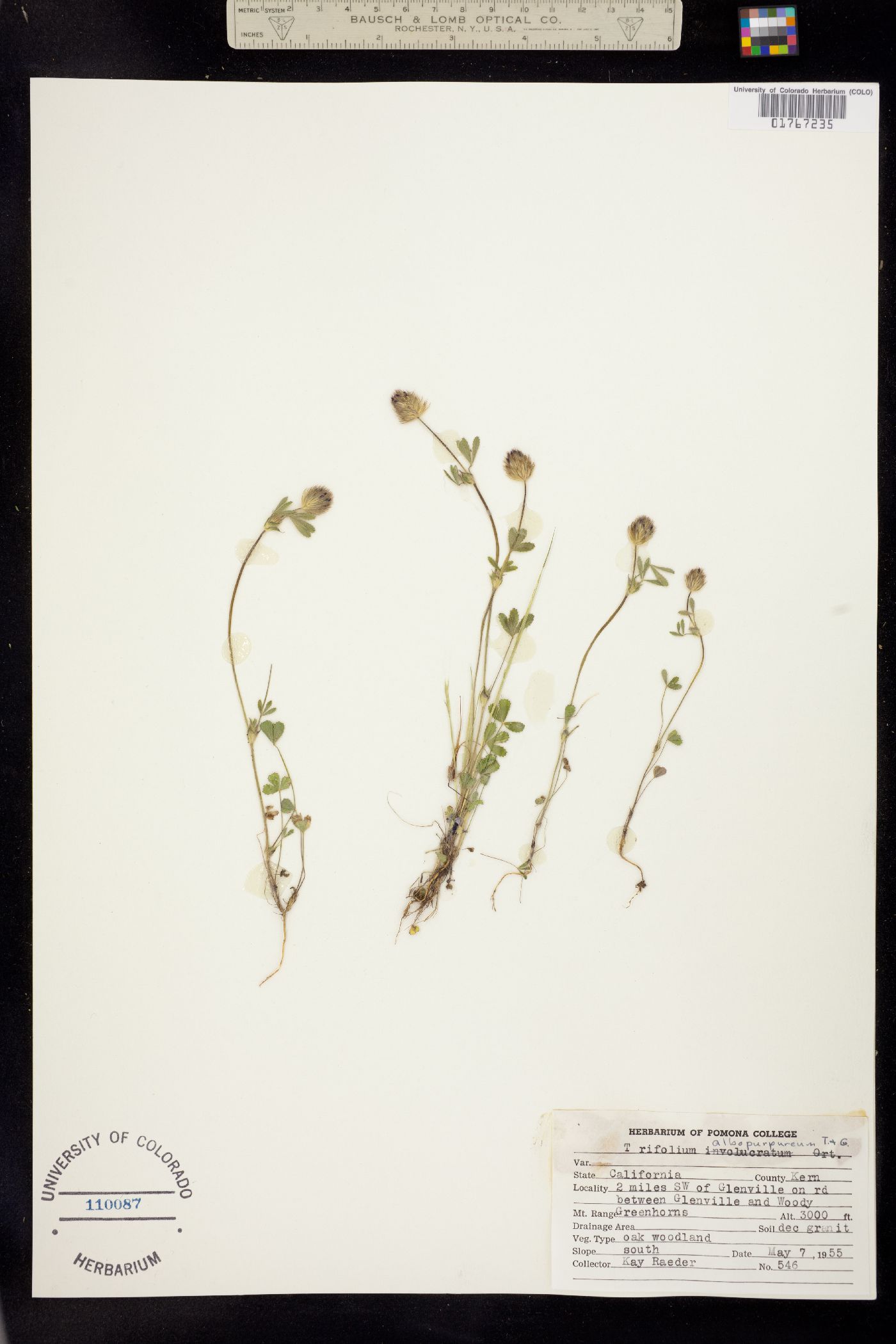 Trifolium albopurpureum image