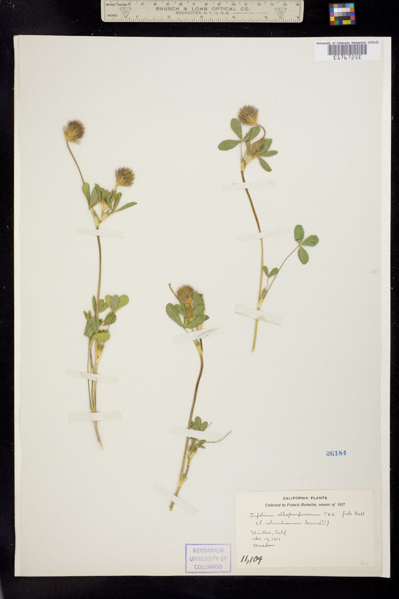 Trifolium albopurpureum image