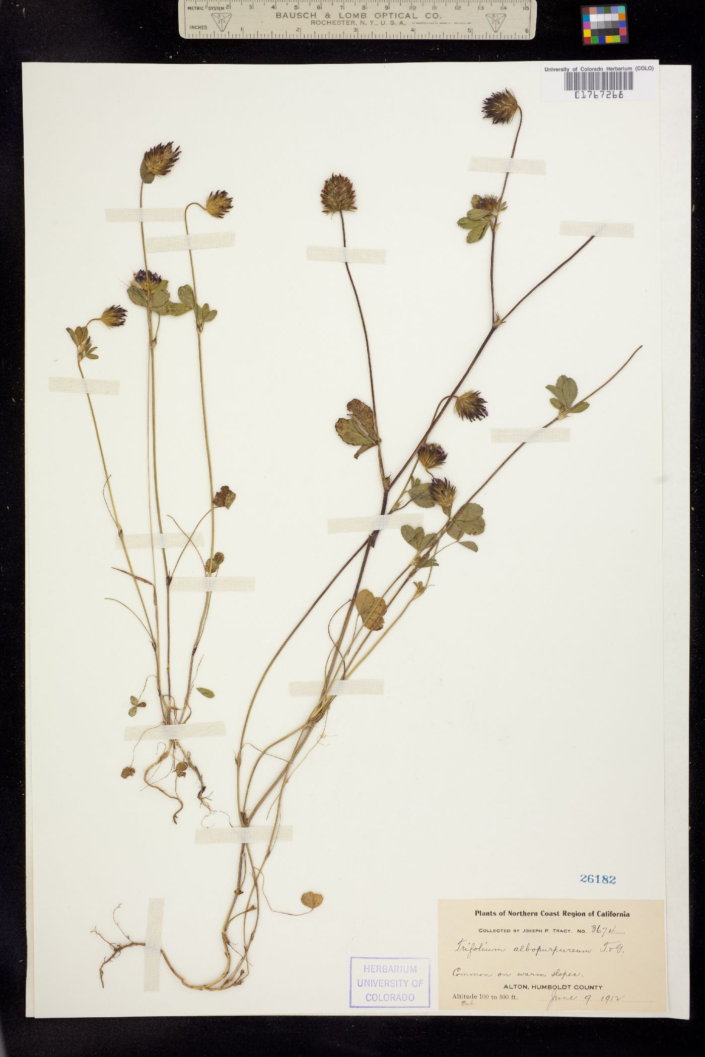 Trifolium albopurpureum image