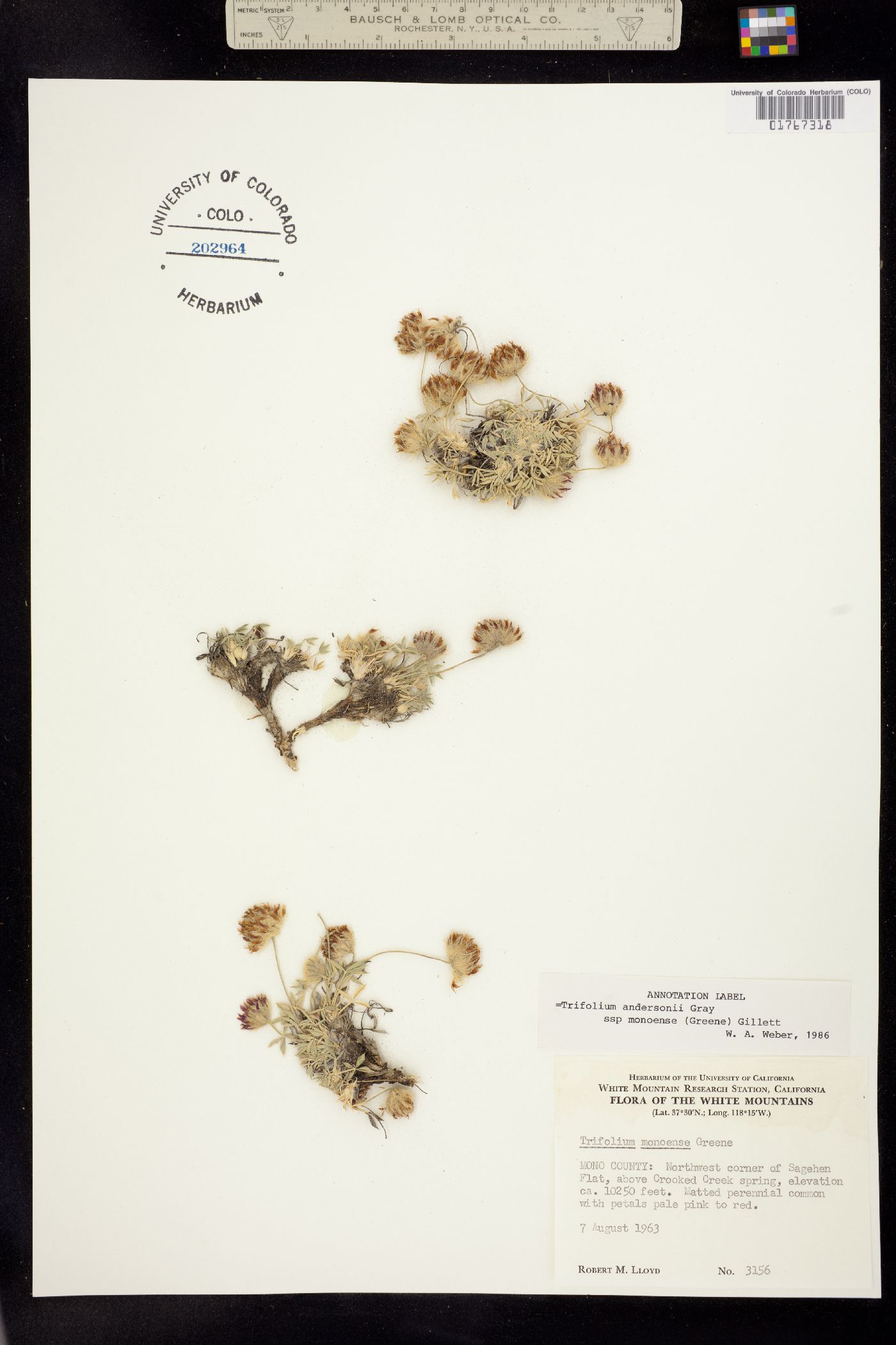 Trifolium andersonii image