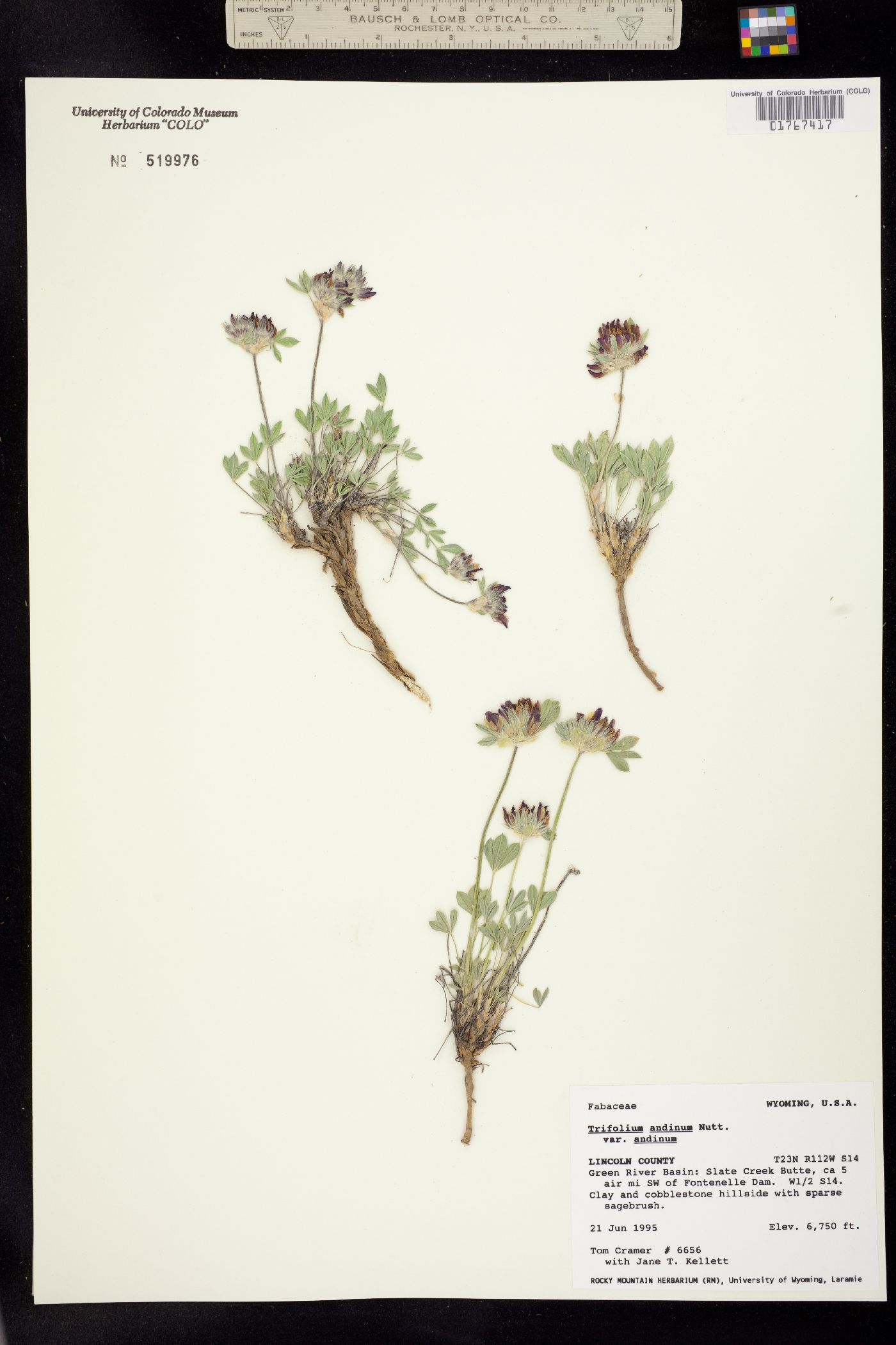 Trifolium andinum image