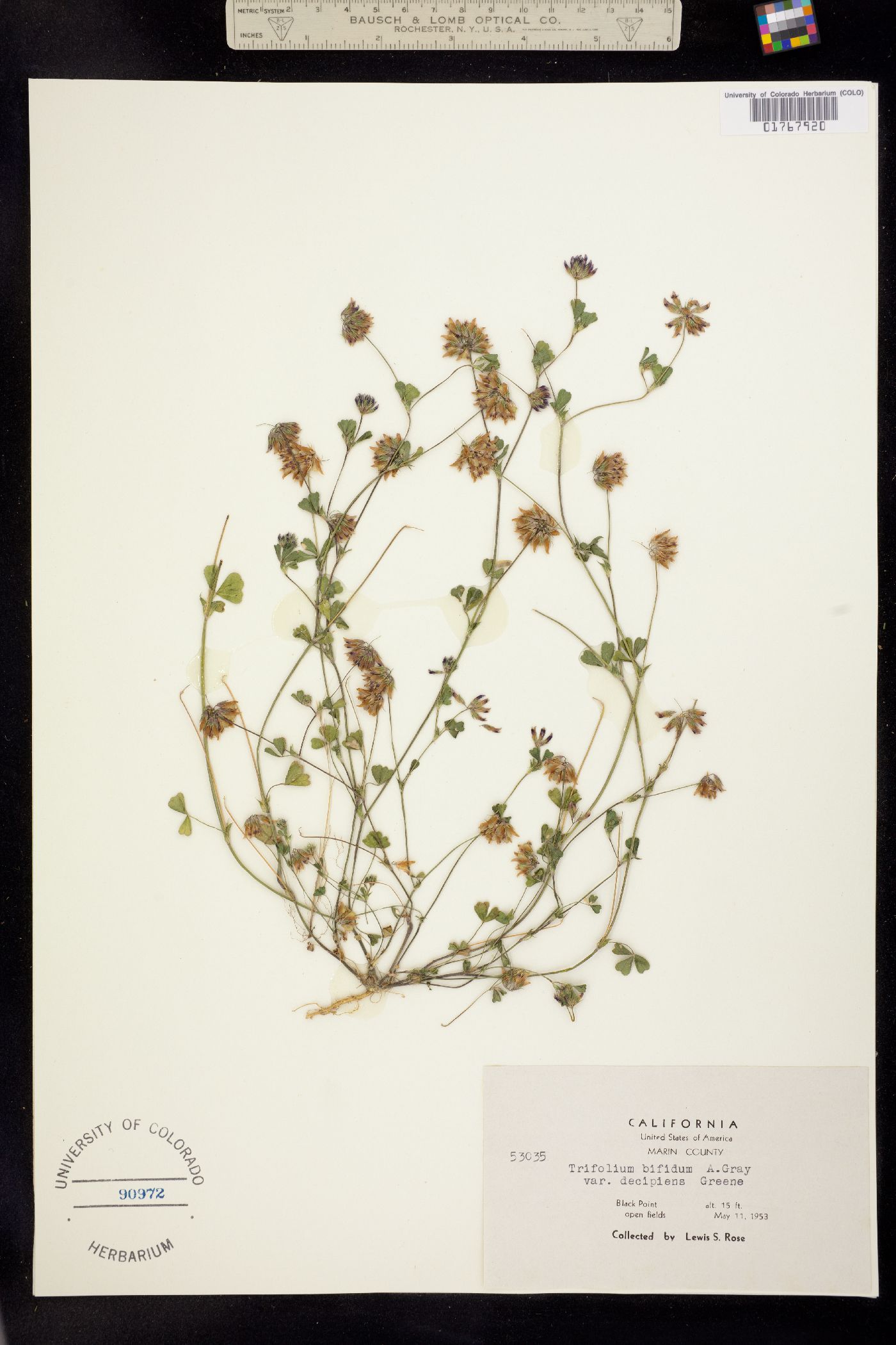 Trifolium bifidum image