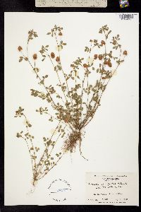 Image of Trifolium campestre