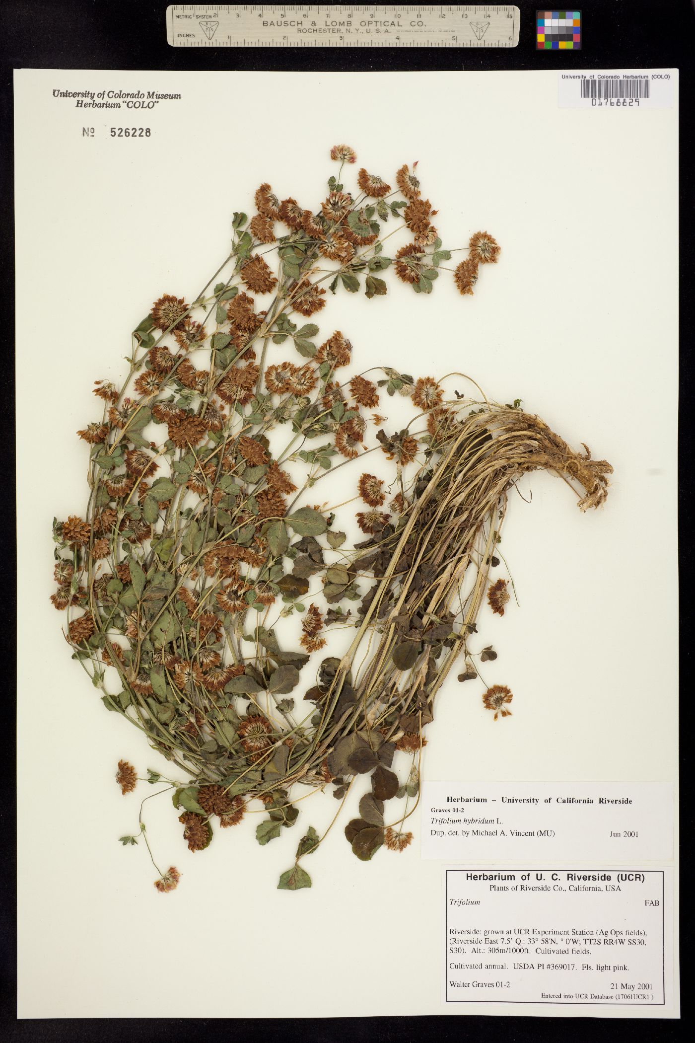 Trifolium hybridum image