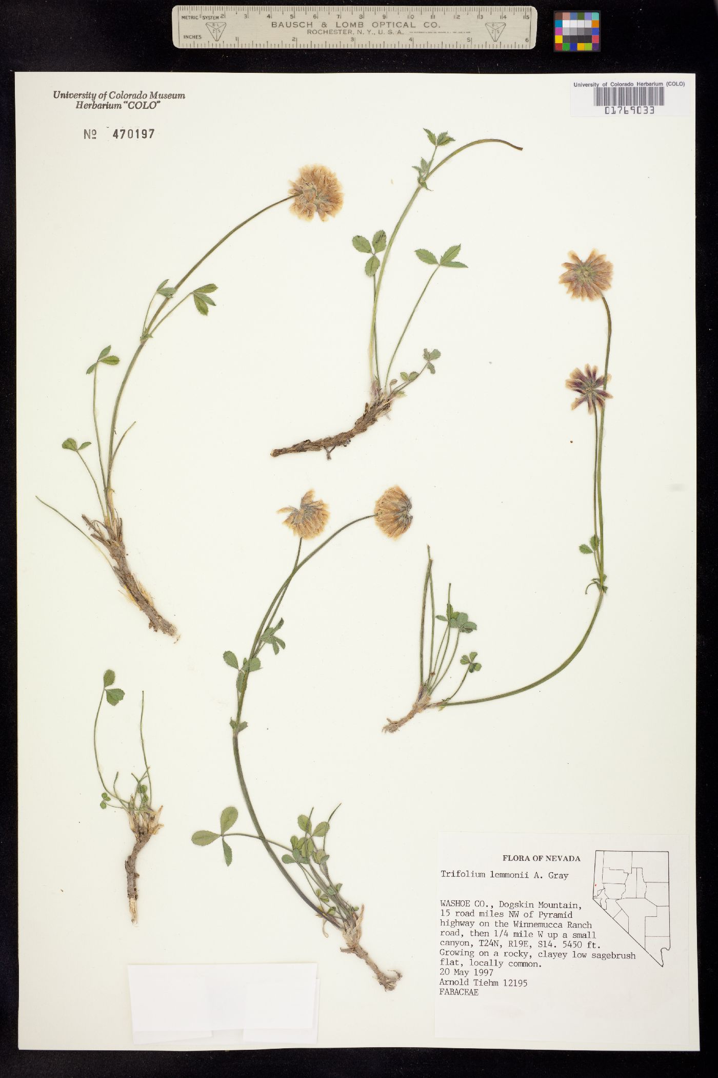 Trifolium lemmonii image