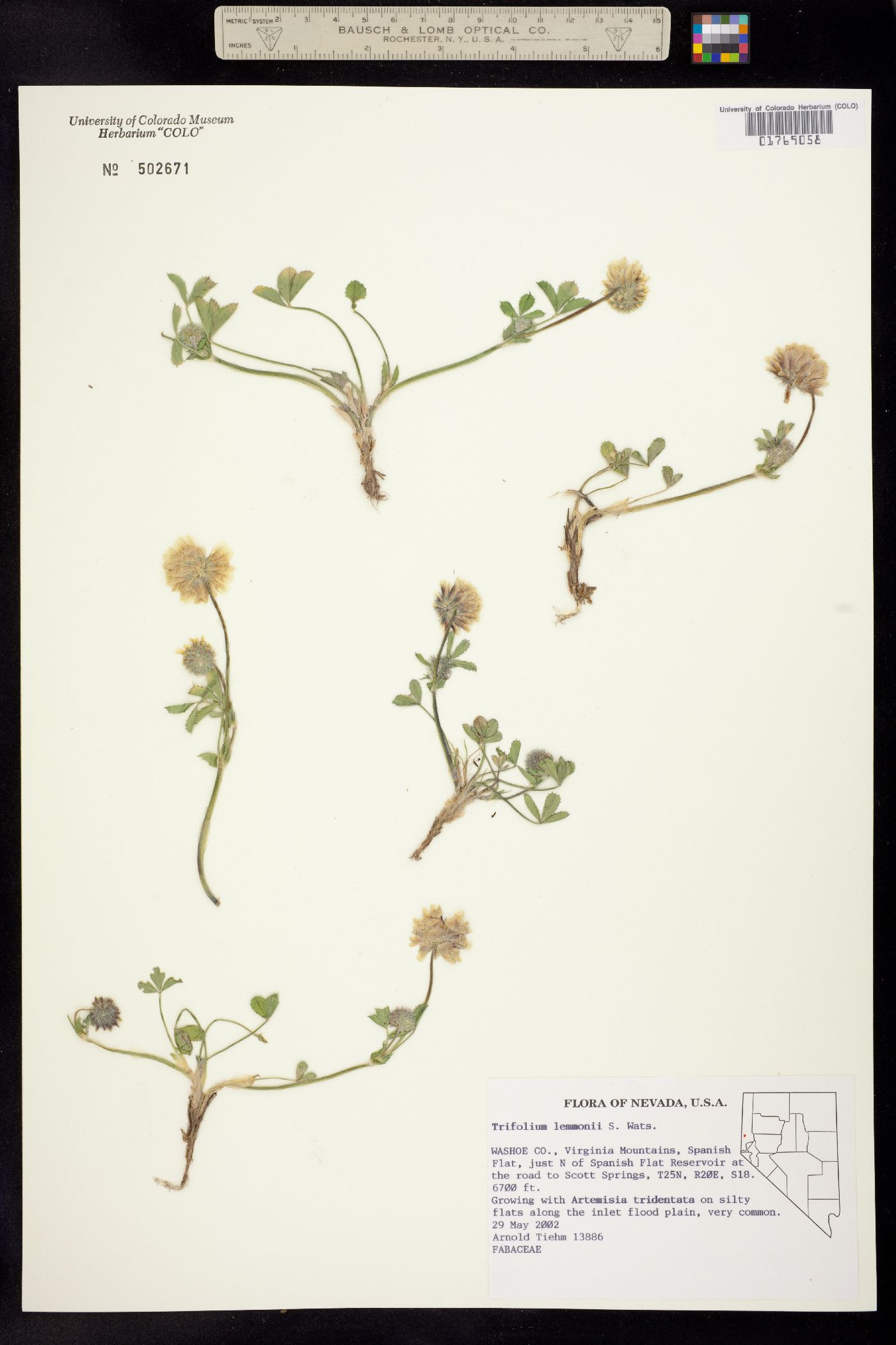 Trifolium lemmonii image