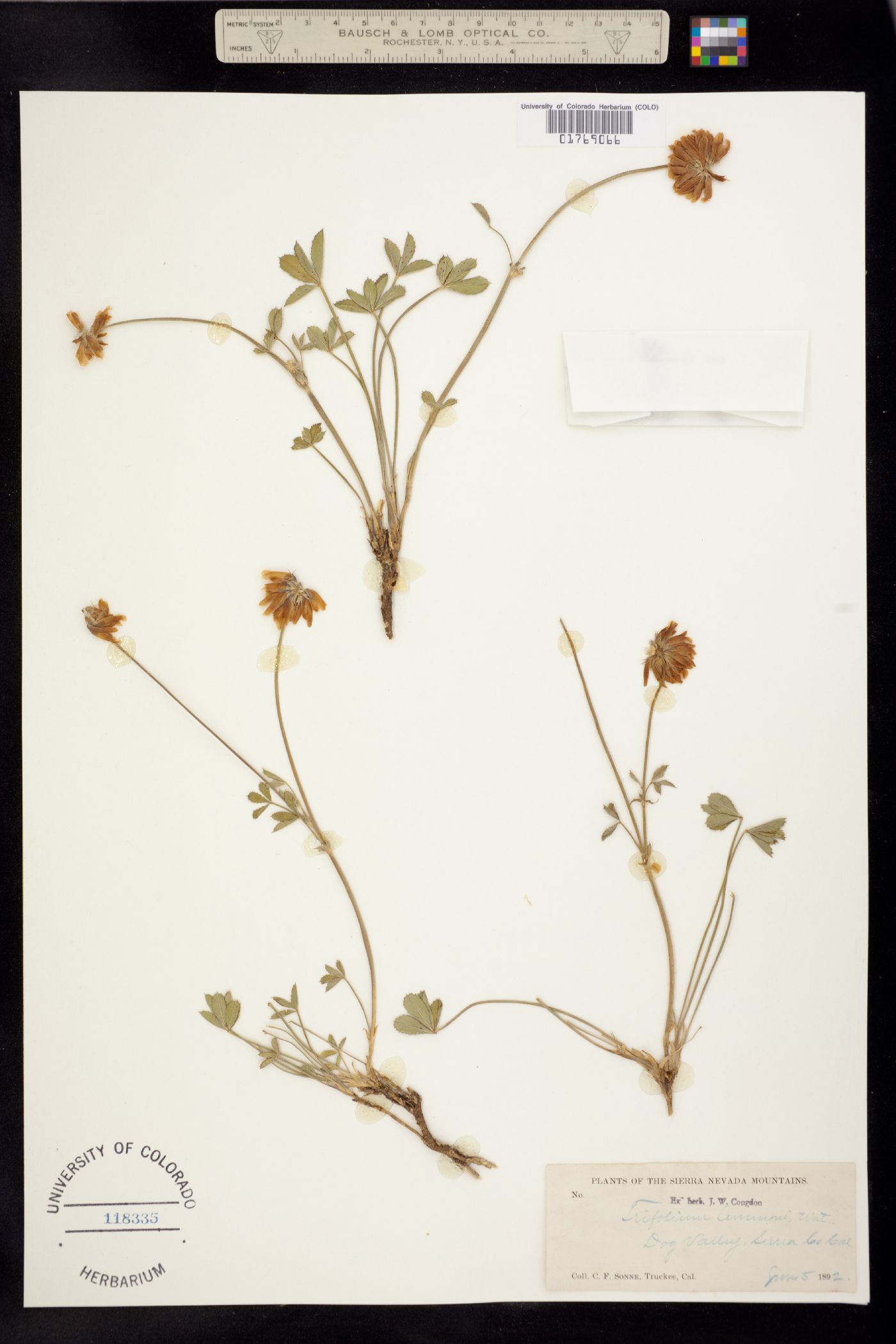 Trifolium lemmonii image