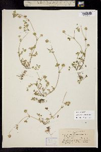 Trifolium macrocephalum image