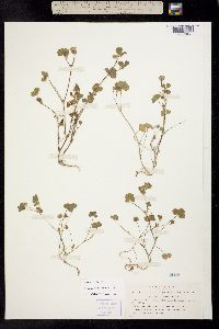 Image of Trifolium microdon